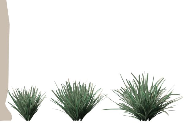 Lomandra filiformis Savanna Blue - Wattle Mat-Rush 3D Model - Image 9
