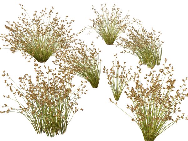 Mediterranean & Drought-Tolerant Pack 52 - Image 6