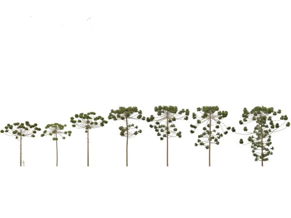 Pines, Cedars & Conifers Pack 22 - Image 2