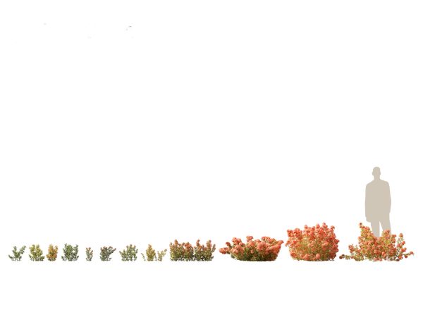 Flowering Shrubs & Blossoms Pack 04 - Image 12