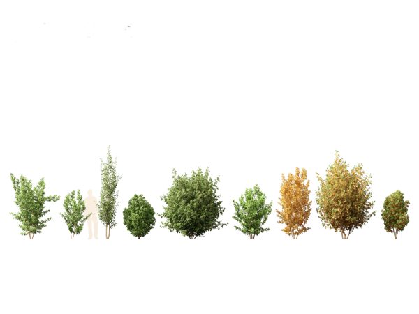 Garden Greenery Essentials Pack 39 - Image 20