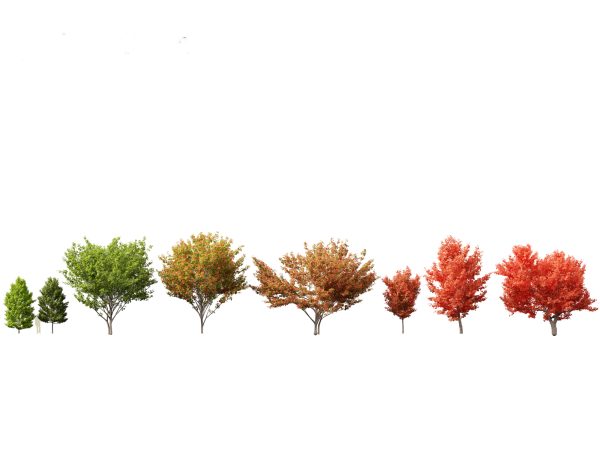 Autumn Colors Collection Pack 06 - Image 3