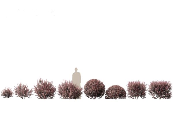 Asian Garden Flora Pack 13 - Image 2