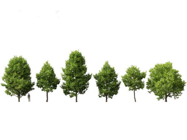 Northern Forest Trees Pack 19 - Image 13