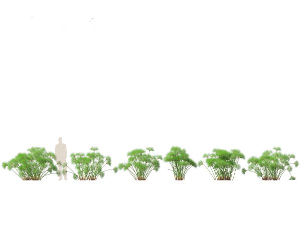 Elegant Bamboo & Grasses Pack 33 - Image 20