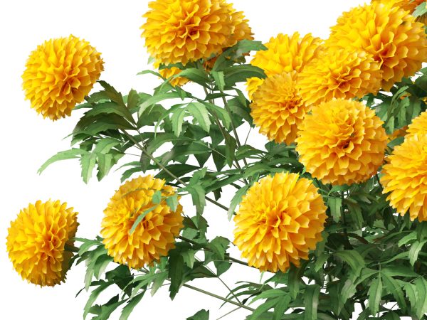 Exotic Tropical Greenery Pack 36 - Image 20