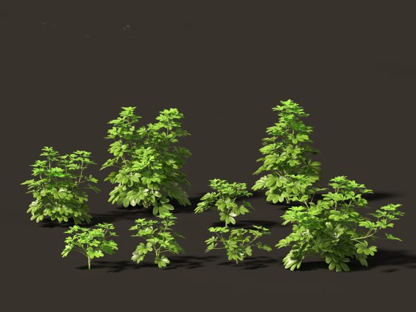 Tropical & Exotic Foliage Pack 49 - Image 20