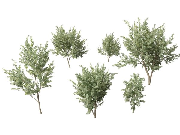 Australian Native Trees Pack 31 - Image 21