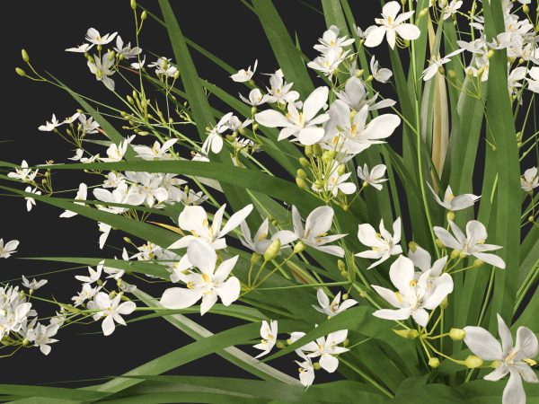 Libertia paniculata - Branching grass-flag 3D Model - Image 3