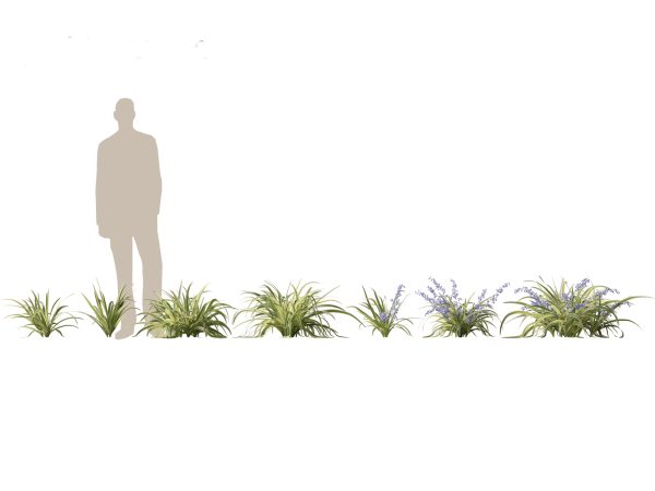 Tropical & Exotic Foliage Pack 49 - Image 6