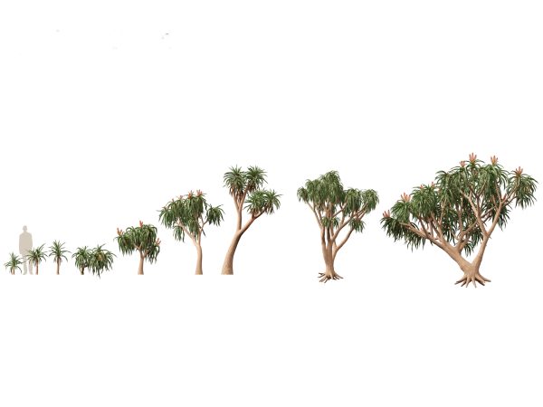 Arid & Savanna Trees Pack 24 - Image 5