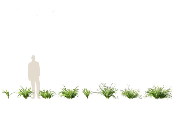 Aquatic & Pond Plants Pack 09 - Image 12