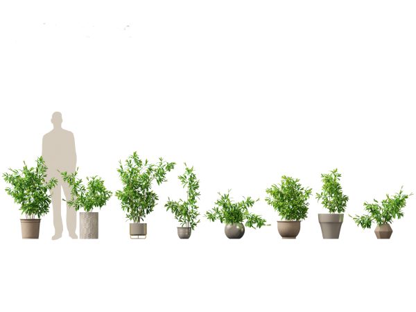Chic Indoor Potted Plants Pack 27 - Image 8