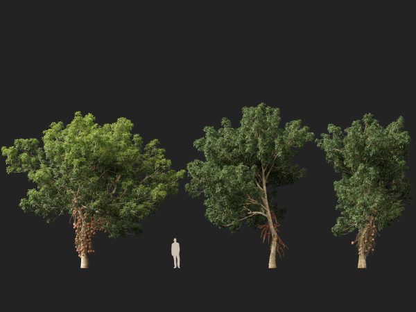 Couroupita guianensis - Cannon Ball Tree 3D Model - Image 5