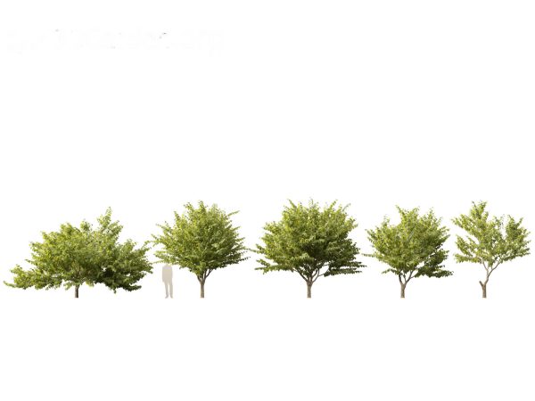 North American Trees & Shrubs Pack 43 - Image 12