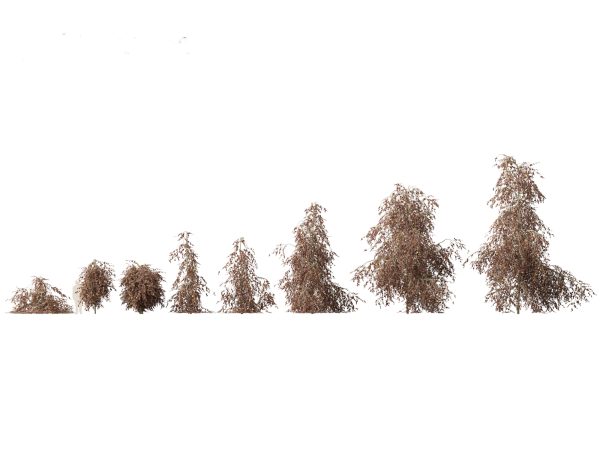 European Broadleaf Trees Pack 17 - Image 9