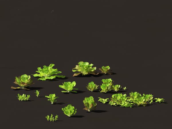Edible Garden Plants Pack 28 - Image 12