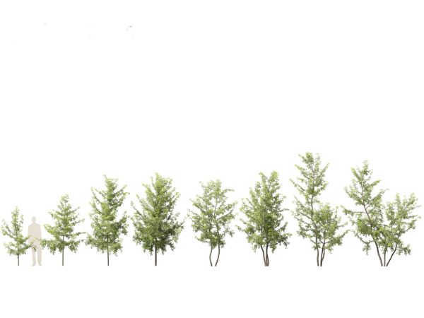 Urban Streetscape Trees Pack 11 - Image 7
