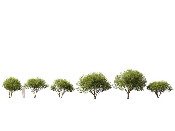 Northern Forest Trees Pack 19 - Image 6