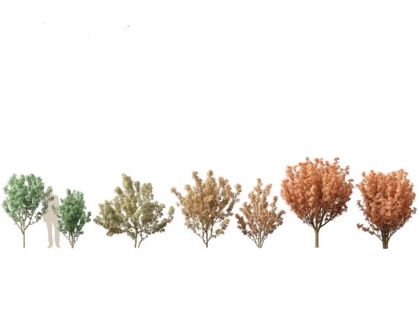 Autumn Colors Collection Pack 06 - Image 10
