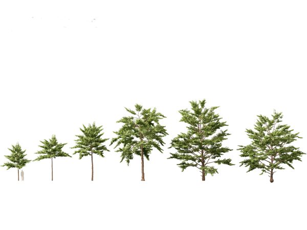 Tropical & Subtropical Trees Pack 46 - Image 6