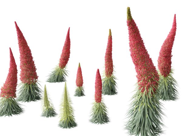 Flowering Perennials & Herbs Pack 42 - Image 6