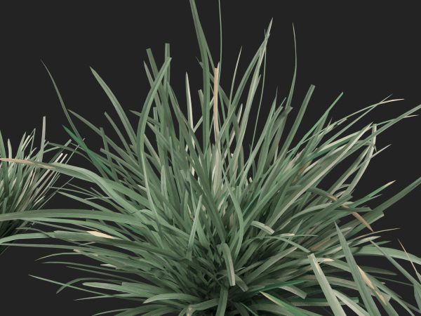 Lomandra filiformis Savanna Blue - Wattle Mat-Rush 3D Model - Image 3