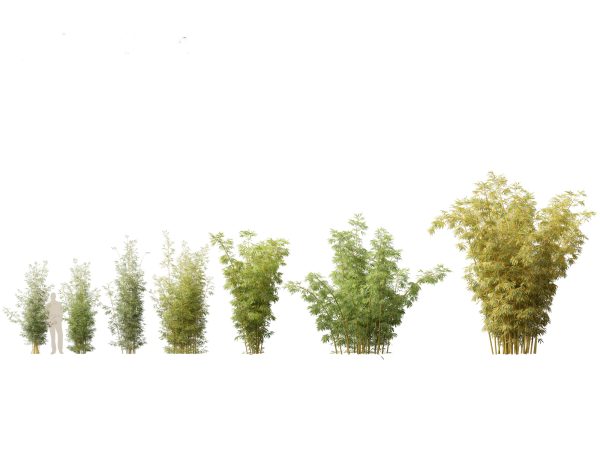 Elegant Bamboo & Grasses Pack 33 - Image 13