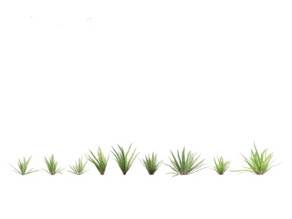 Shade Garden Plants Pack 08 - Image 14