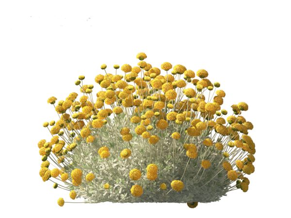 Mediterranean & Arid Plants Pack 44 - Image 7