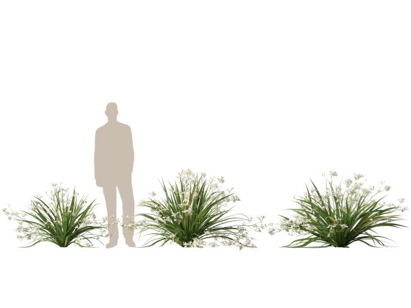Libertia paniculata - Branching grass-flag 3D Model - Image 8