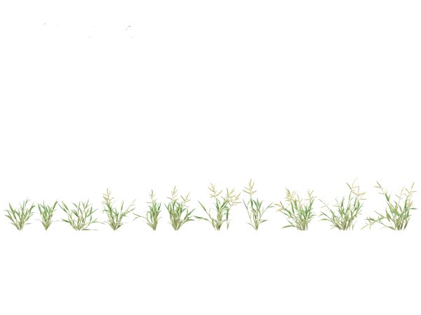 Meadow & Grassland Plants Pack 34 - Image 25