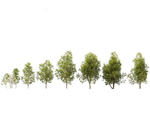 Temperate Flowering Shrubs & Trees Pack 54 - Image 9
