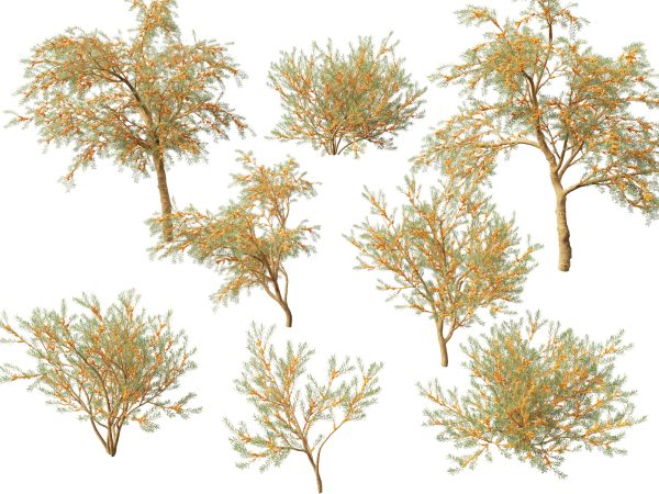 Flowering Garden Shrubs Pack 47 - Image 27
