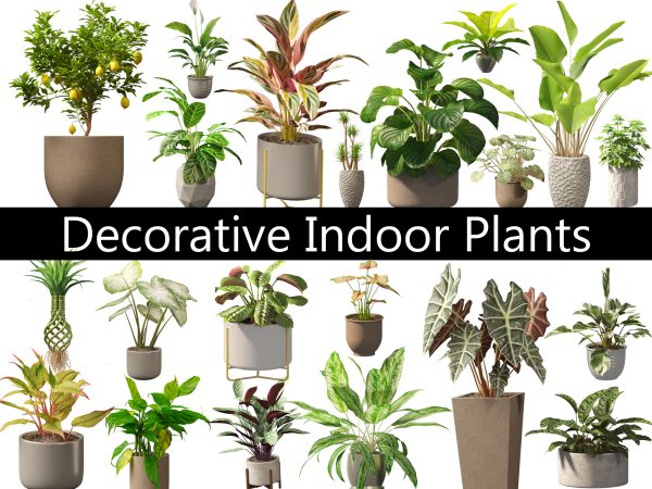 Decorative Indoor Plants Essentials Pack 41