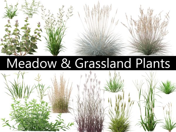 Meadow & Grassland Plants Pack 34