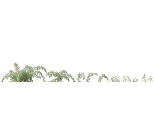 Evergreen Conifers Pack 05 - Image 3