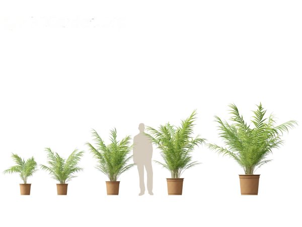 Large Potted Greenery Pack 40 - Image 6