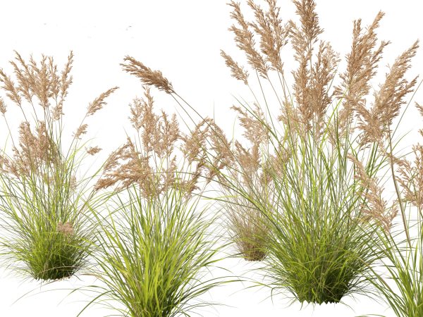 Elegant Bamboo & Grasses Pack 33 - Image 14