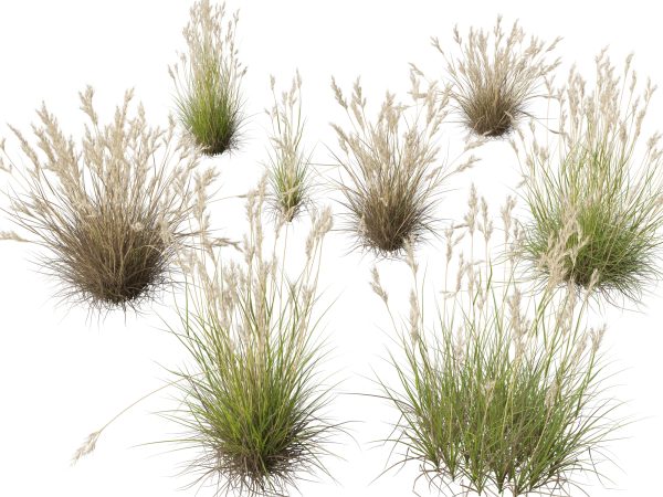 Decorative Ornamental Grasses Pack 29 - Image 17