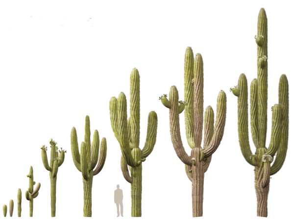 Succulents & Desert Plants Pack 07 - Image 6