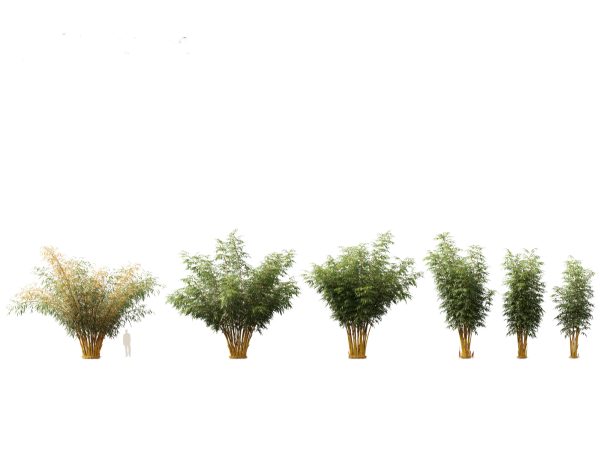 Elegant Bamboo & Grasses Pack 33 - Image 24