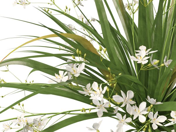 Libertia paniculata - Branching grass-flag 3D Model - Image 5