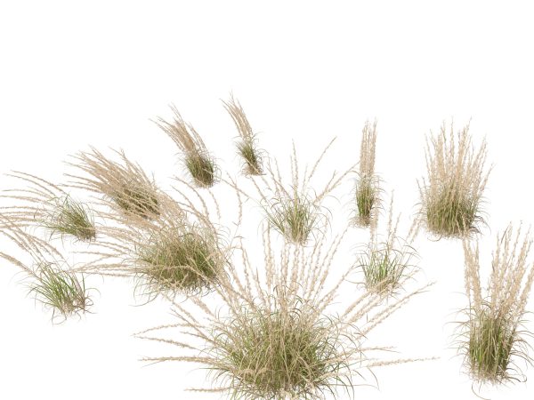 Meadow & Grassland Plants Pack 34 - Image 7