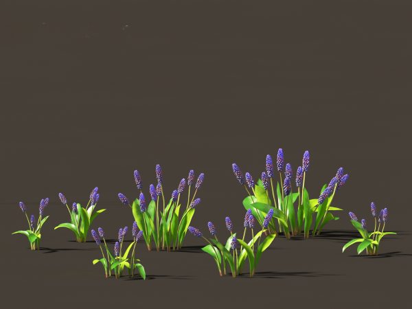 Flowering Perennials & Herbs Pack 42 - Image 16