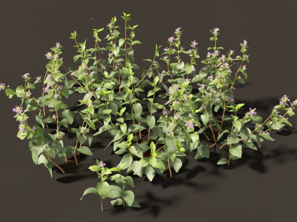Meadow & Grassland Plants Pack 34 - Image 11