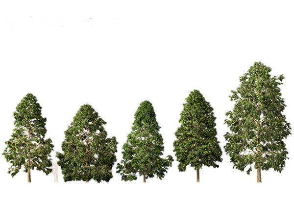Urban Streetscape Trees Pack 11 - Image 8
