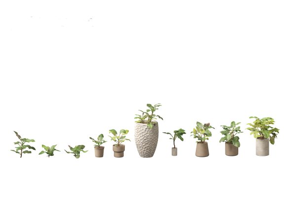 Decorative Indoor Plants Essentials Pack 41 - Image 19