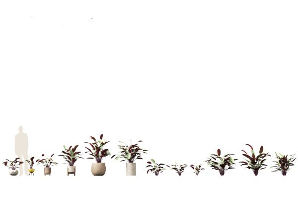 Decorative Indoor Plants Essentials Pack 41 - Image 17