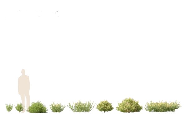 Mediterranean & Arid Plants Pack 44 - Image 21